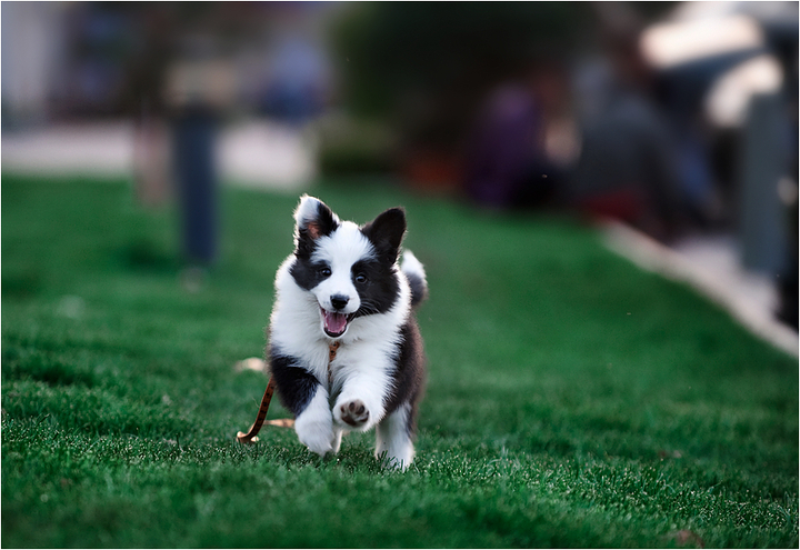 边境牧羊犬