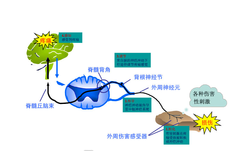 宠物疼痛