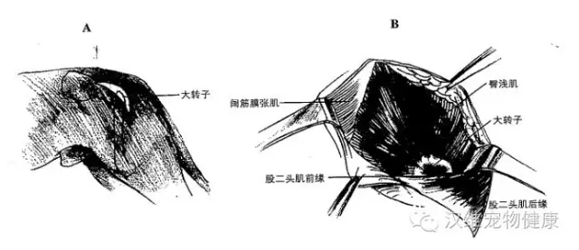 犬髋关节发育不良